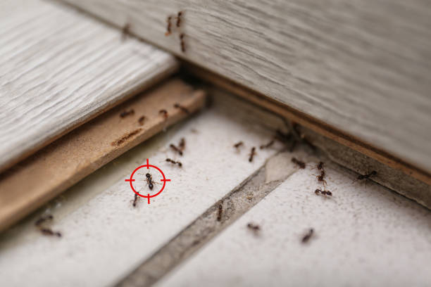 Best Pest Prevention Services  in Bucyrus, OH